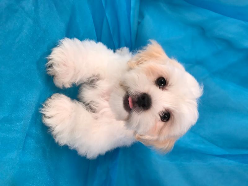 Teddy bear puppy available now! DOB 4-19-17 Professional Breeder from Iowa.